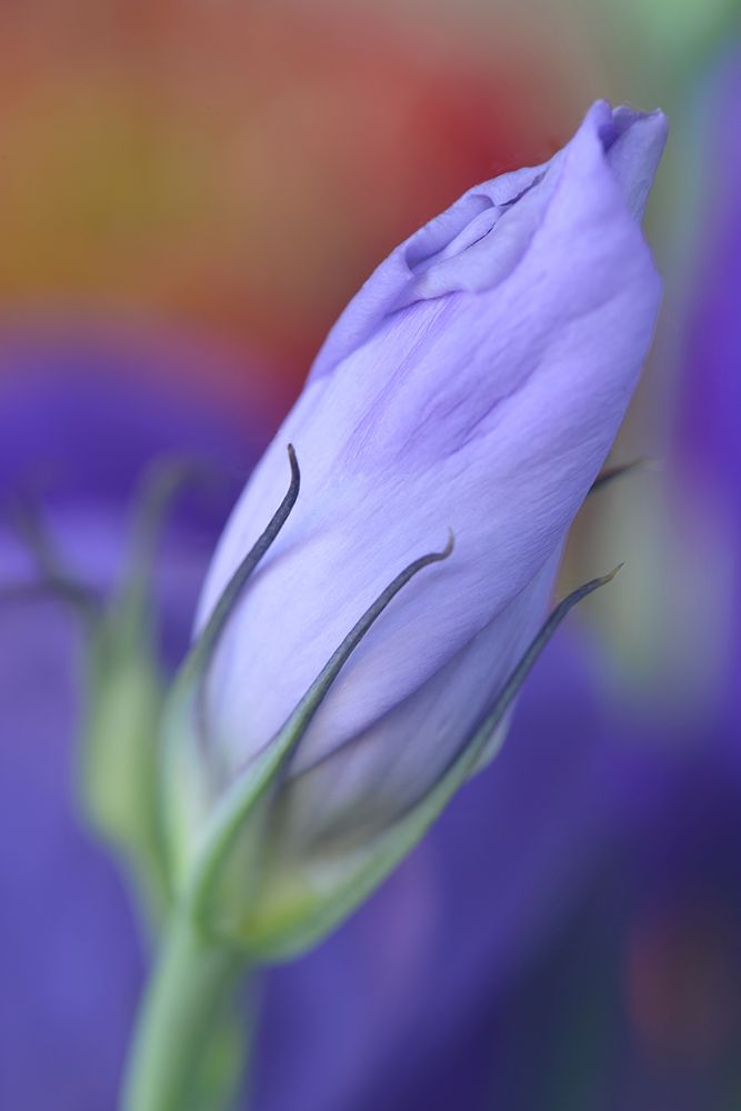 Oregon-Portland Close-up of lisianthus flower bud